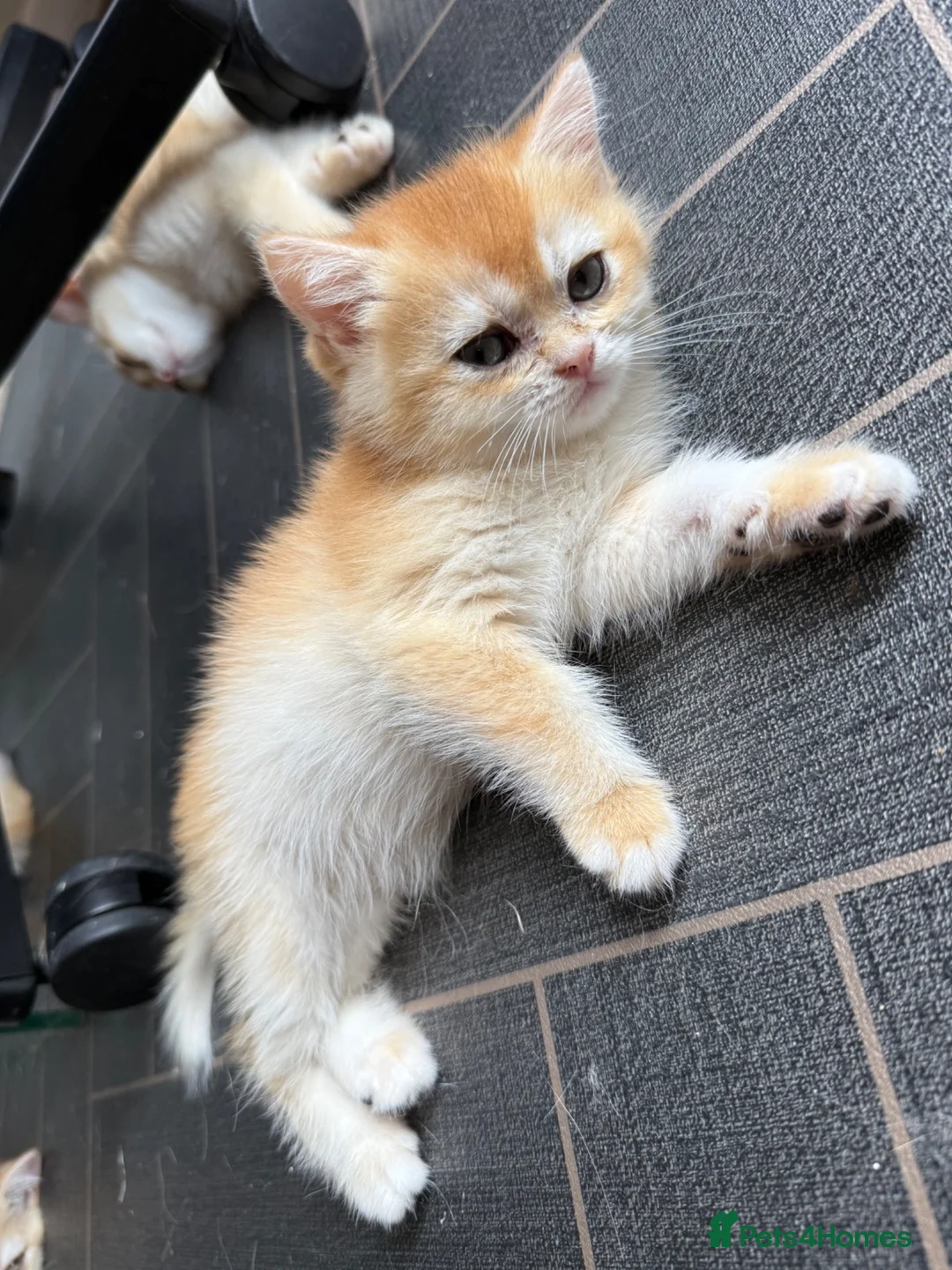 British Shorthair cats for sale: GCCF reg BSH Black Golden Kittens - Advert 2