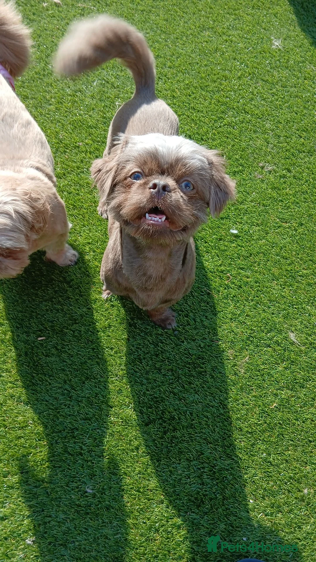 Shih Tzu dogs for stud: **proven** KC REG LILAC imperial stud.  - Advert 2