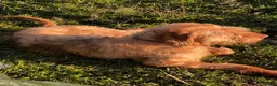Hungarian Vizsla dogs for sale: Wire haired Hungarian Viszla  - Advert 5