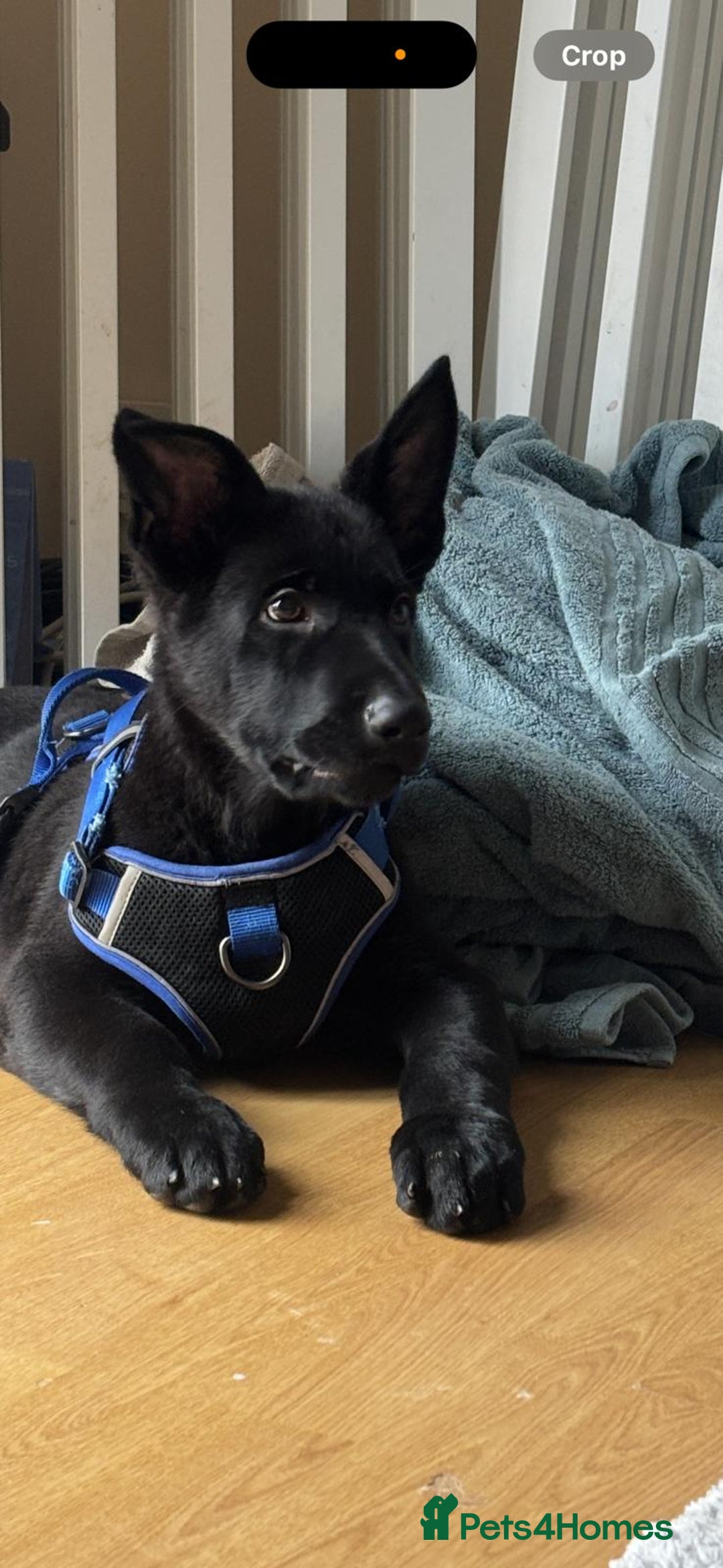 German Shepherd dogs for sale: 13 week German Shepard mum and dad working dogs - Advert 2