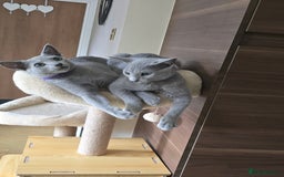 Russian Blue cats for sale: Russian Blue kittens Tica registered  - Image 17