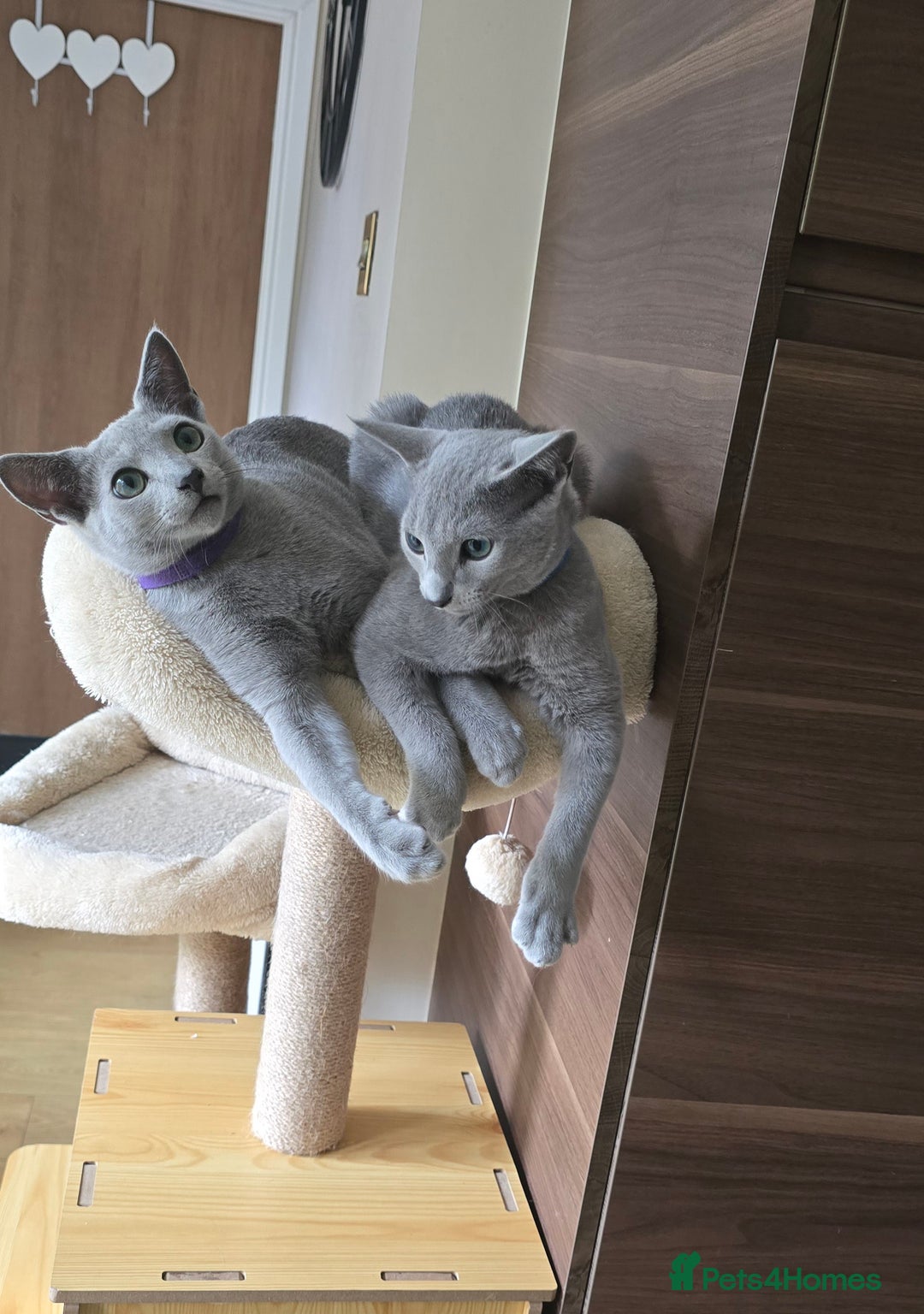 Russian Blue cats for sale: Russian Blue kittens Tica registered  - Image 17