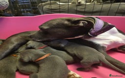 Staffordshire Bull Terrier dogs for sale: Staffy puppys  - Image 2