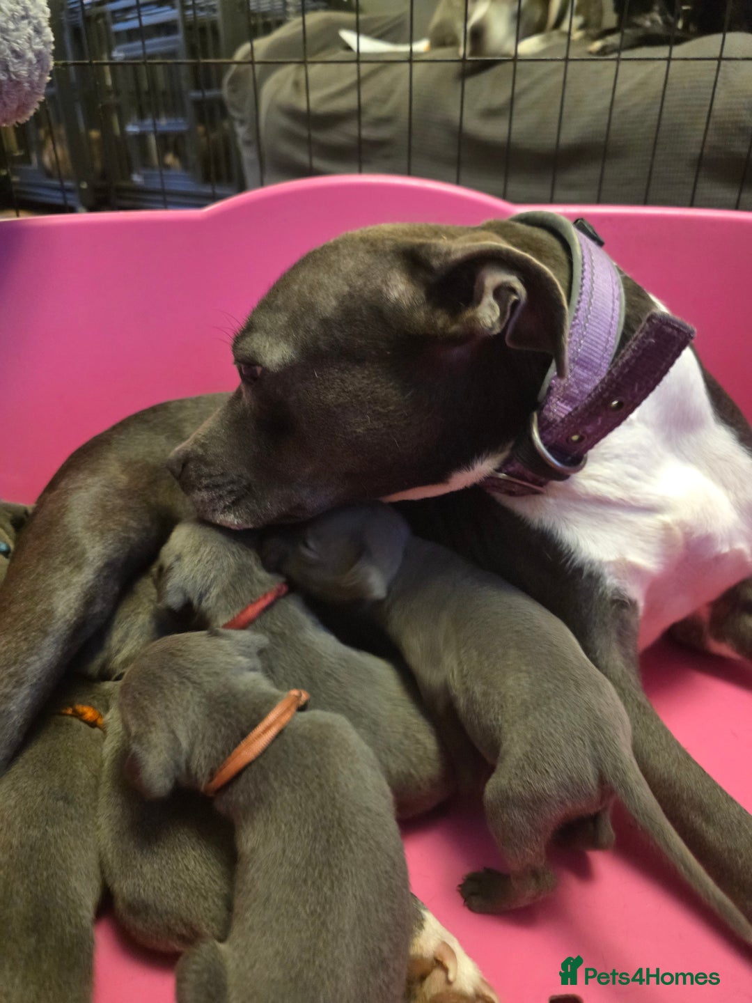 Staffordshire Bull Terrier dogs for sale: Staffy puppys  - Image 2