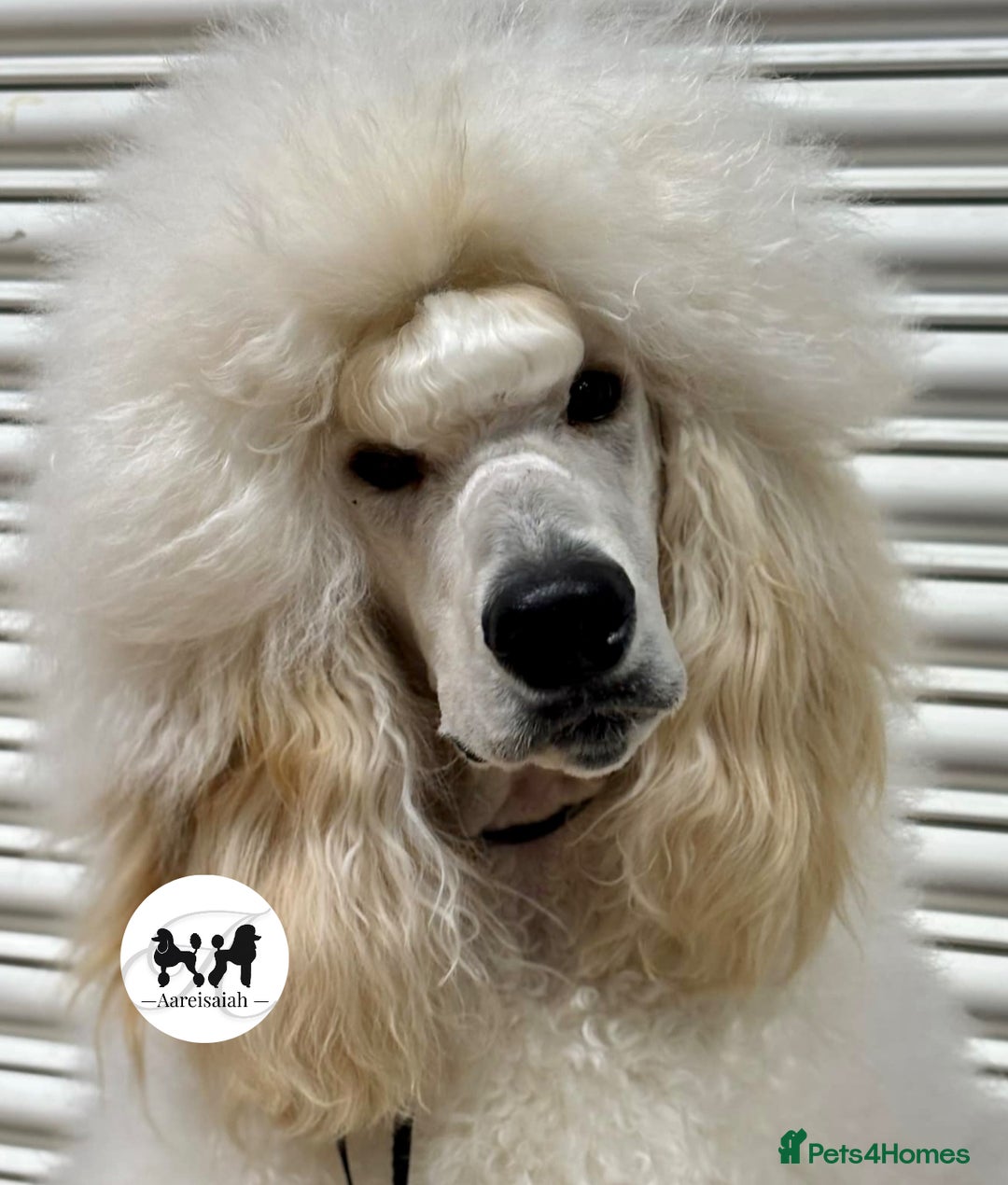 Standard Poodle dogs for stud: Proven Black and Cream Standard Poodles for stud - Advert 4