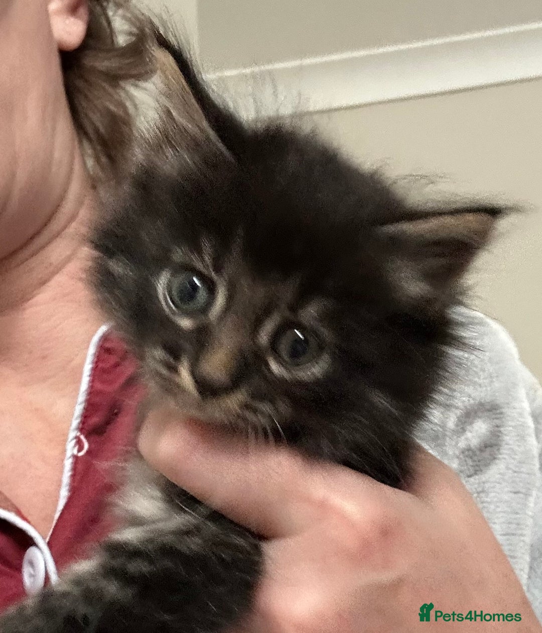 Maine Coon cats for sale: Three quarter maine coon kittens  - Advert 10