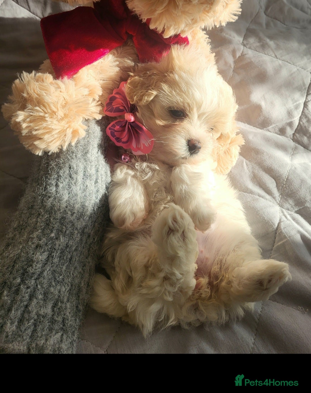 Maltipoo dogs Baby face mini maltipoo girl 💗💗💗 - Advert 14