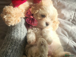 Maltipoo dogs Baby face mini maltipoo girl 💗💗💗 - Advert 14