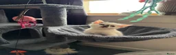 Mixed Breed cats for sale: Beautiful Kittens  - Advert 7
