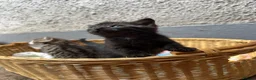 Mixed Breed cats for sale: 3 Kittens for sale  - Advert 8