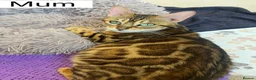 Bengal cats for sale: REDUCED Two Bengals READY for their forever homes  - Advert 18