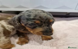 Miniature Dachshund dogs for sale: Adorable Miniature Dachshund Puppies 4boys & 1girl - Image 16