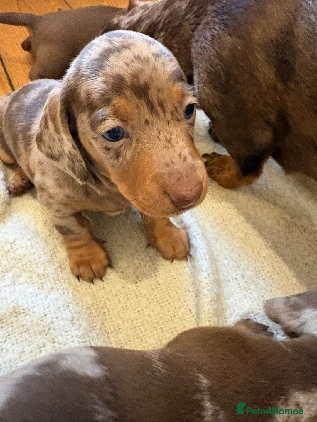 Miniature Dachshund dogs for sale: Beautiful litter of 3 miniature dachshund  - Advert 1