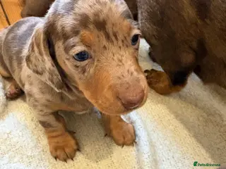 Miniature Dachshund dogs Beautiful litter of 3 miniature dachshund - Advert 1