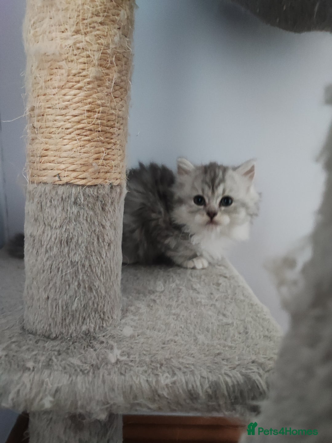 Devon Rex cats for sale: Munchkin x Devon rex  - Advert 10