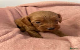 Cavapoo dogs for sale: Beautiful Ruby Cavapoos  - Advert 4