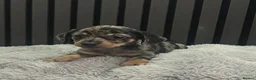Chiweenie dogs for sale: Cute Chiweenie Boys - Advert 6