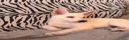 German Shepherd dogs for sale: Beautiful German Shepard Puppies - Advert 9