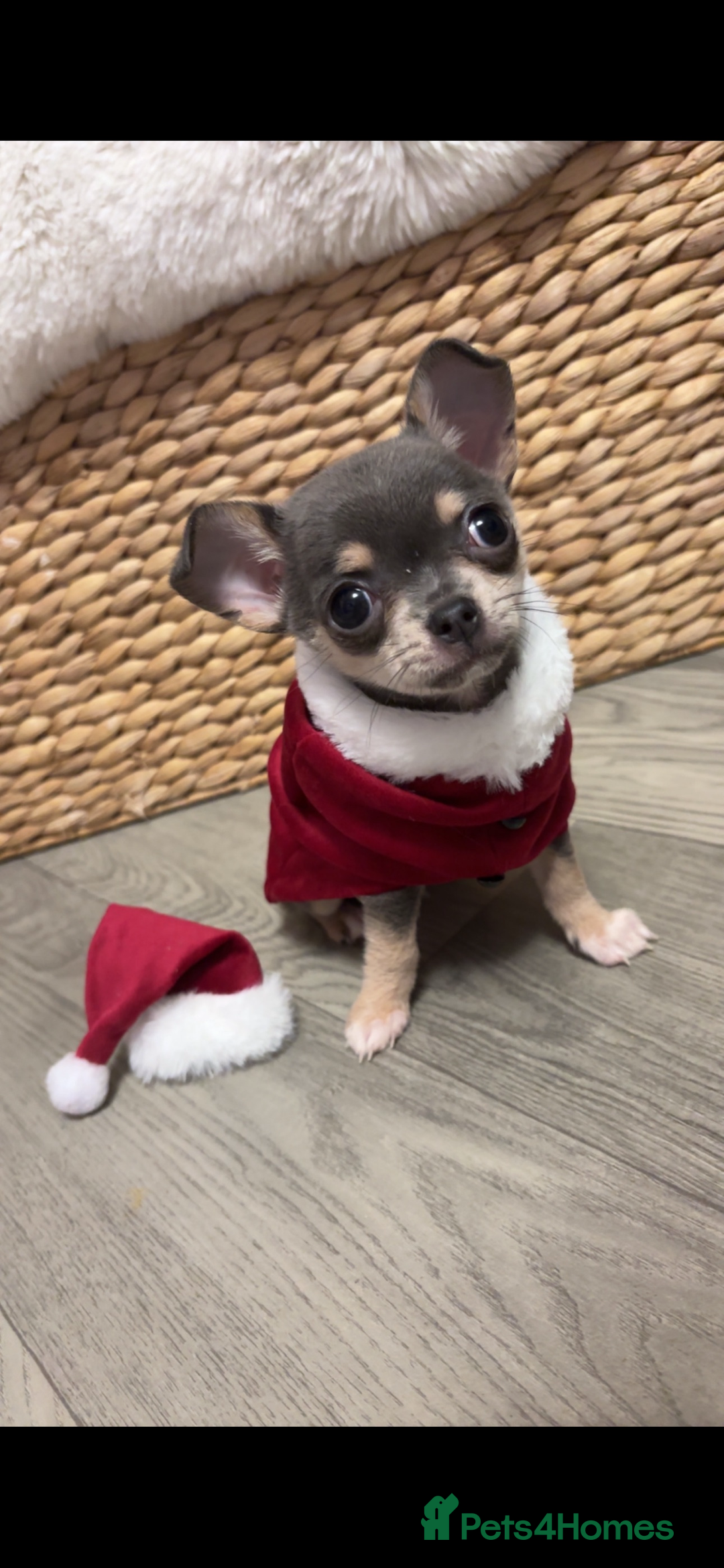 Chihuahua dogs for stud: Tiny blue boy for stud  - Advert 6