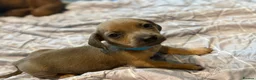 Dachshund dogs for sale: dachshund pups  - Advert 7
