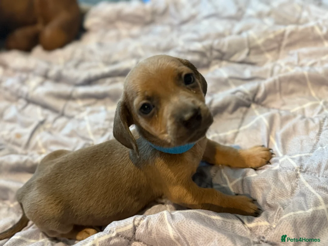 Dachshund dogs for sale: dachshund pups  - Advert 7