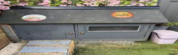 Tortoise reptiles for sale: Leopard tortoise NOW SOLD - Advert 3