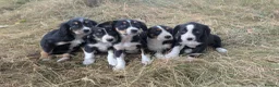 Mixed Breed dogs for sale: Cavalier x Collie - Advert 12