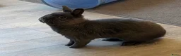 Netherland Dwarf rabbits for sale: Male rabbit to rehome ( cloudy)  in Salford - Advert 2