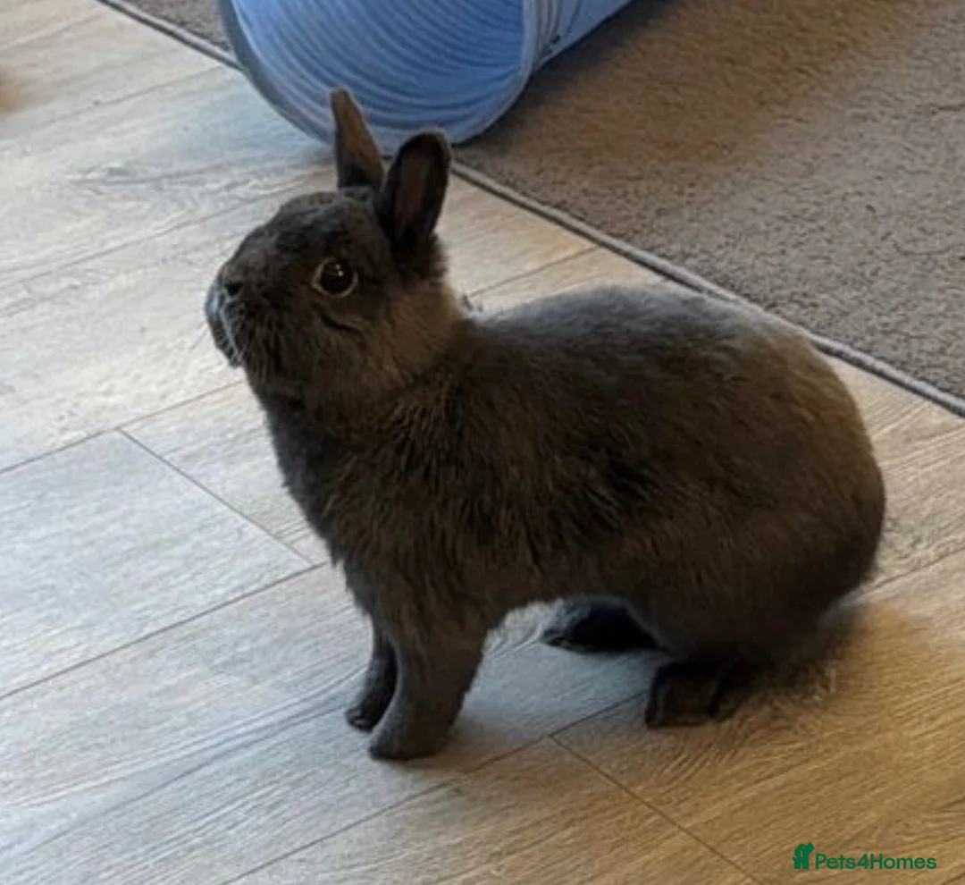 Netherland Dwarf rabbits for sale: Male rabbit to rehome ( cloudy)  in Salford - Advert 2