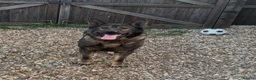 German Shepherd dogs for stud: Working German shepherd  - Advert 5