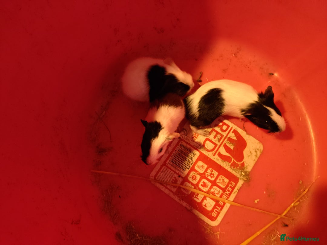 Guinea Pig rodents for sale: guinea pigs baby's and a adult female  - Image 5