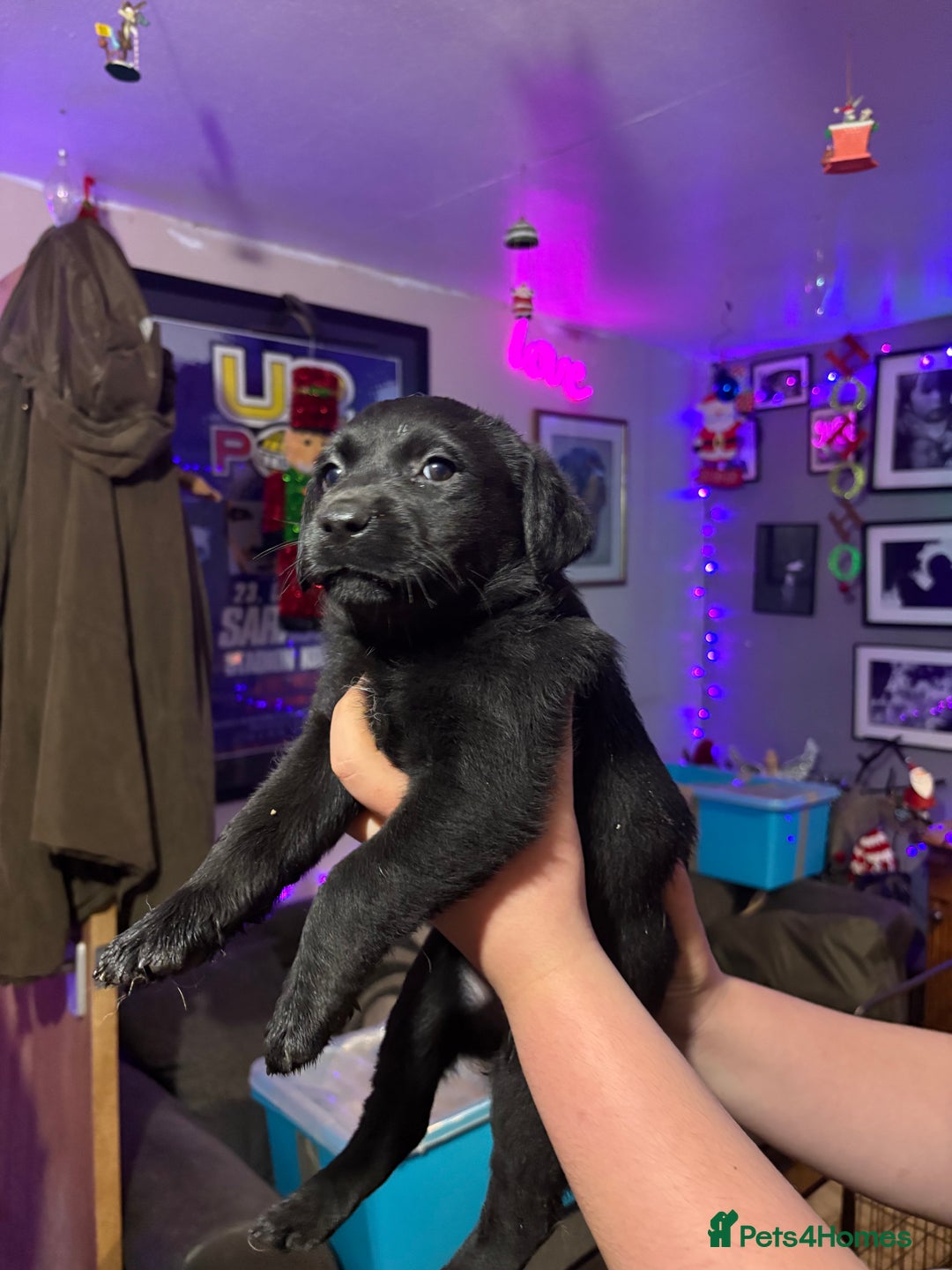 Labrador Retriever dogs for sale: Labrador girl’s ready now  - Advert 15