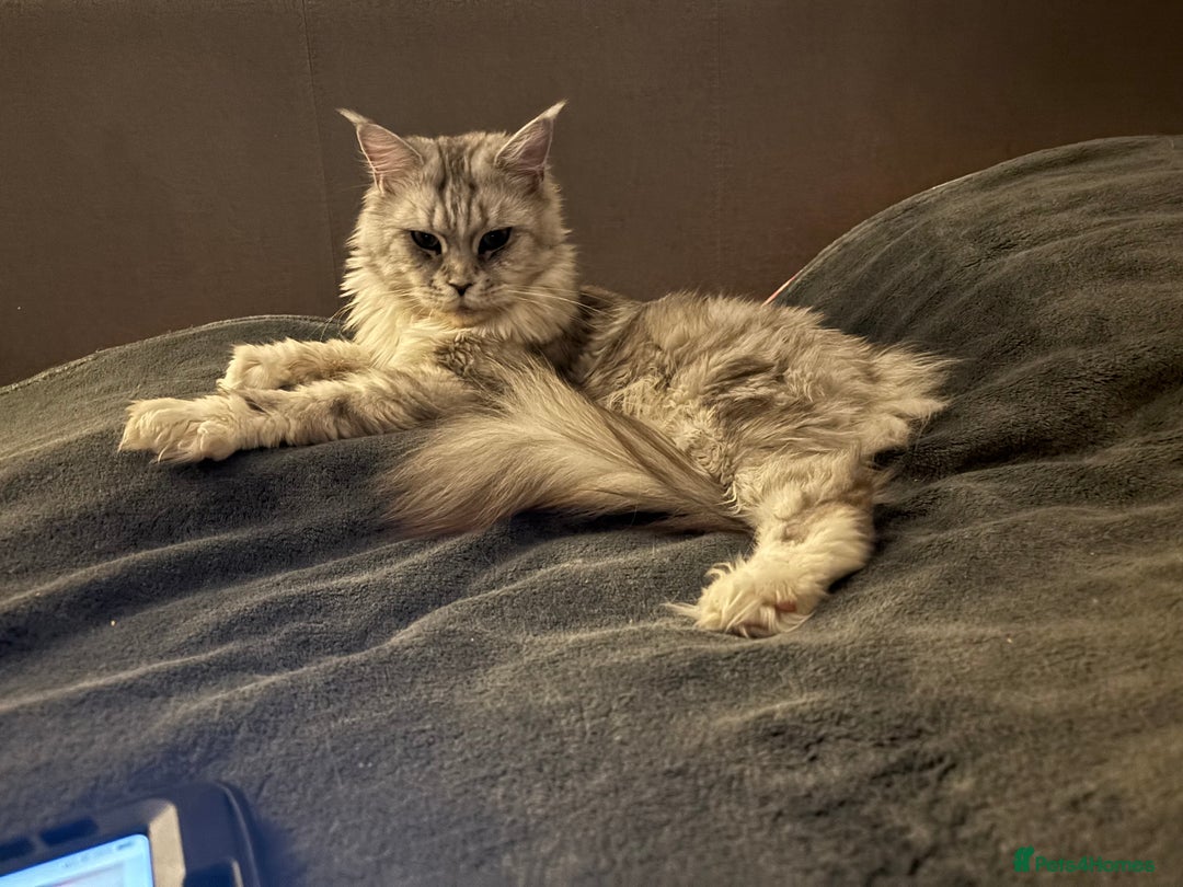 Maine Coon cats for sale: Attention Please ‼️ - Advert 16