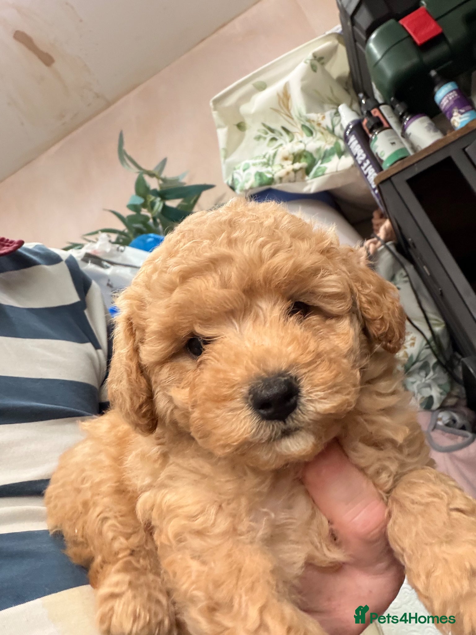 Maltipoo dogs MALTIPOOS RED  - Advert 2