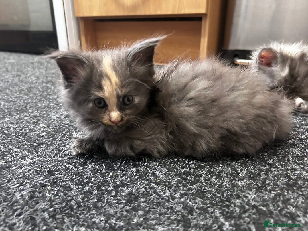Maine Coon cats for sale: Maine coon girls - Image 15