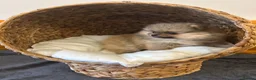 Pomeranian dogs for sale: 2 Show quality Kc reg Pomeranians girls - Advert 4