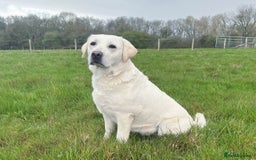 Labrador Retriever dogs for sale: KC Registered Chunky Show Type Puppies. - Image 8
