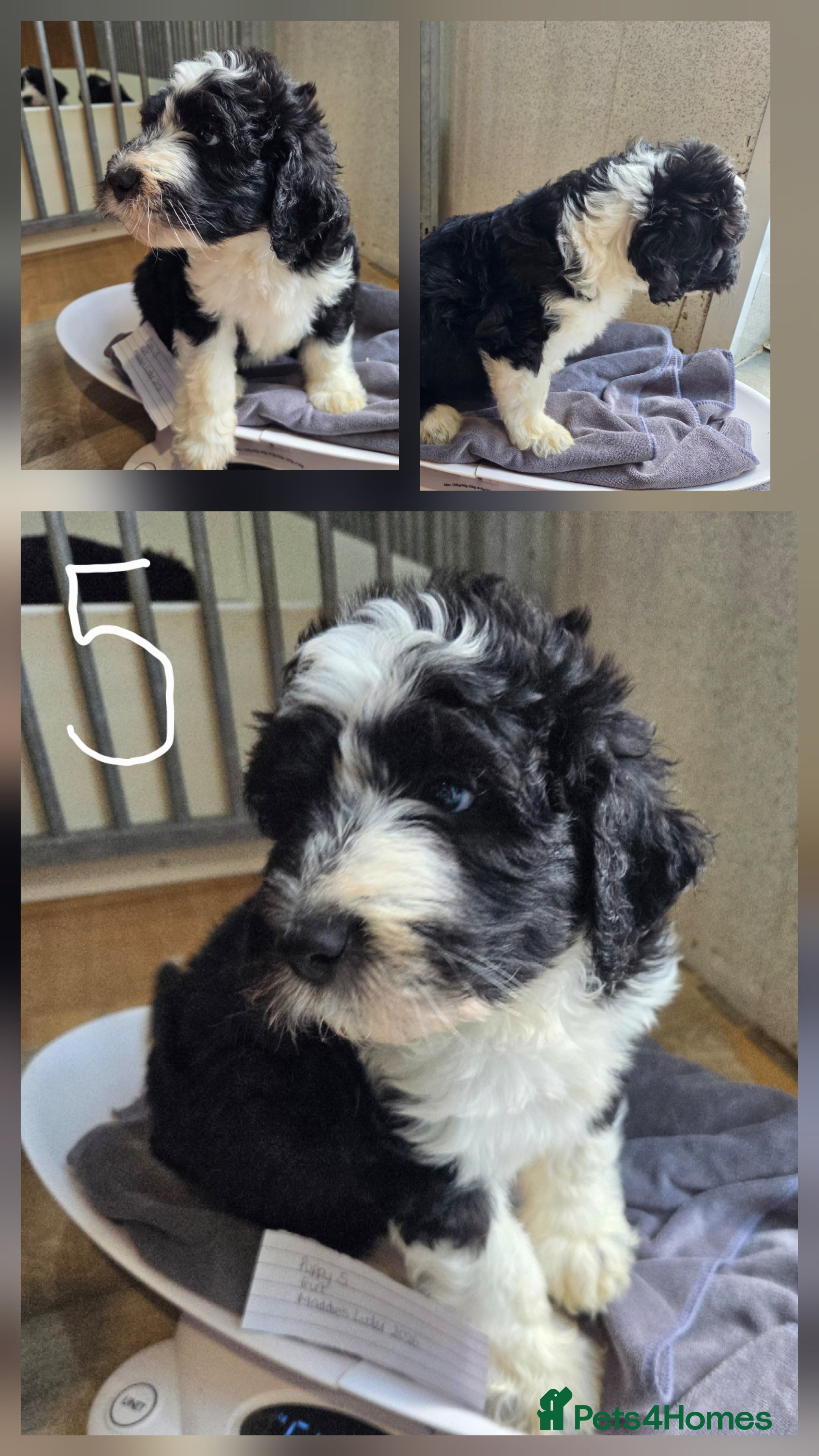 Old English Sheepdog dogs Stunning Sheepadoodles by Springfield Doodles  - Advert 2