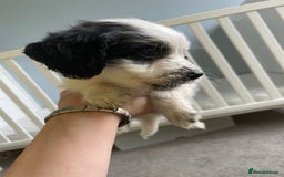 Mixed Breed dogs for sale: Two male cocker spaniel/shih tzu pups - Image 13