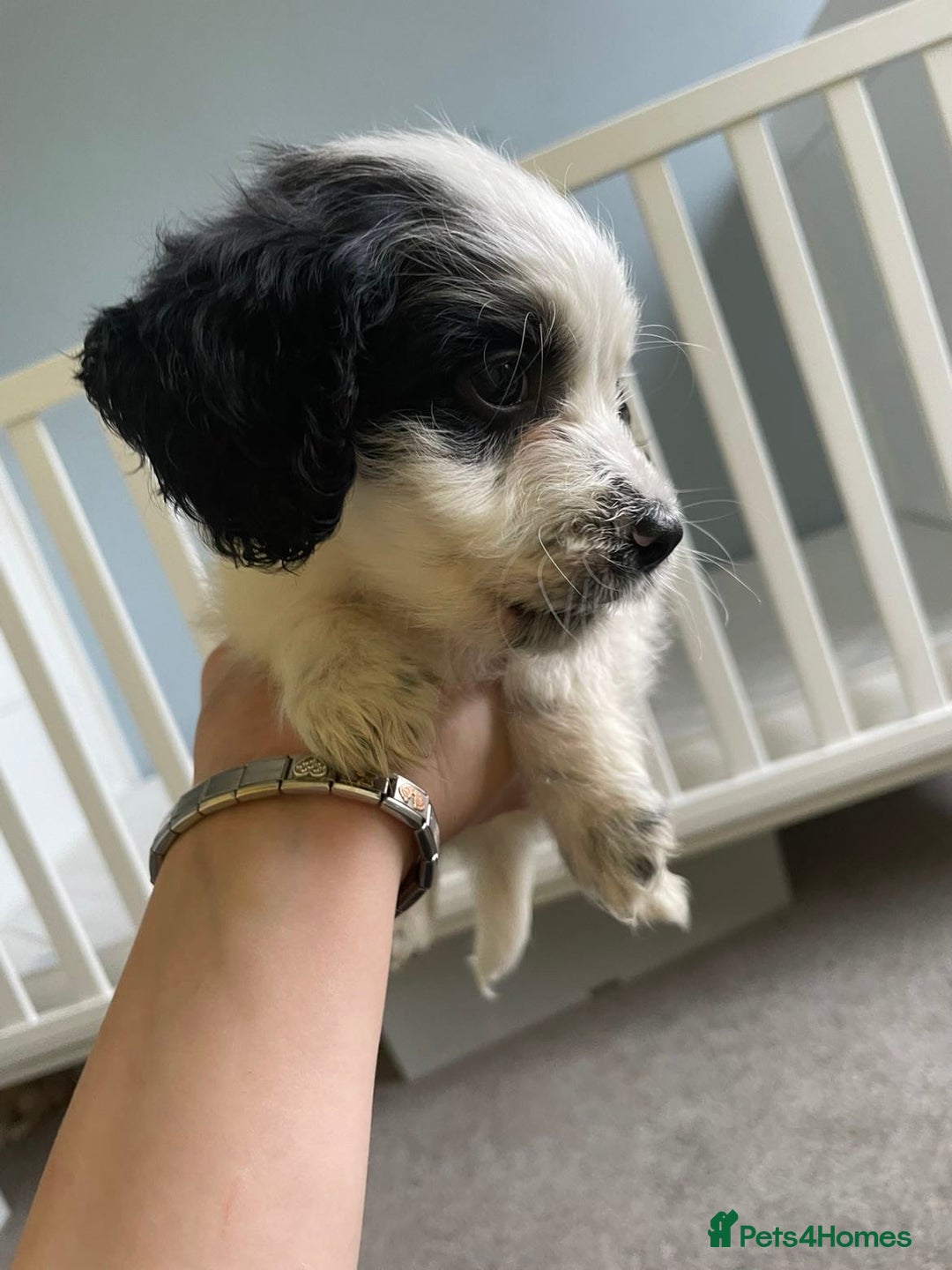 Mixed Breed dogs for sale: Two male cocker spaniel/shih tzu pups - Image 13