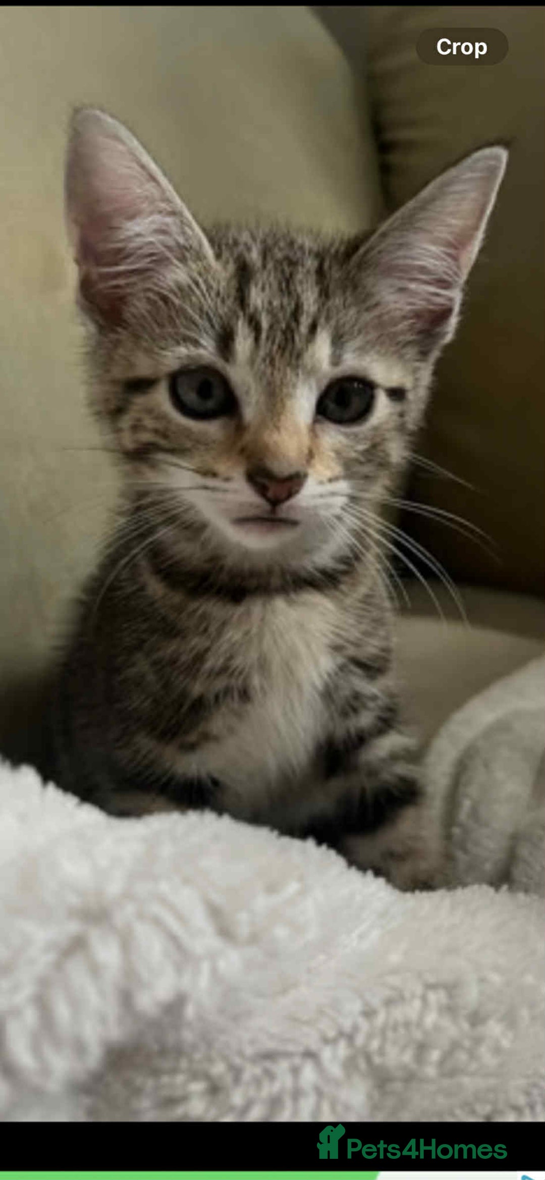 Domestic Shorthair cats for sale: 2 beautiful male kittens - Image 4