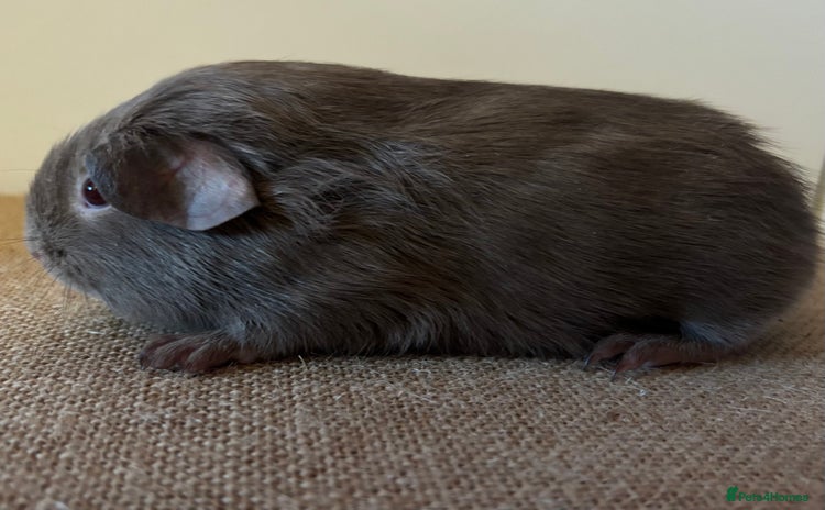 Guinea Pig rodents - Advert 9