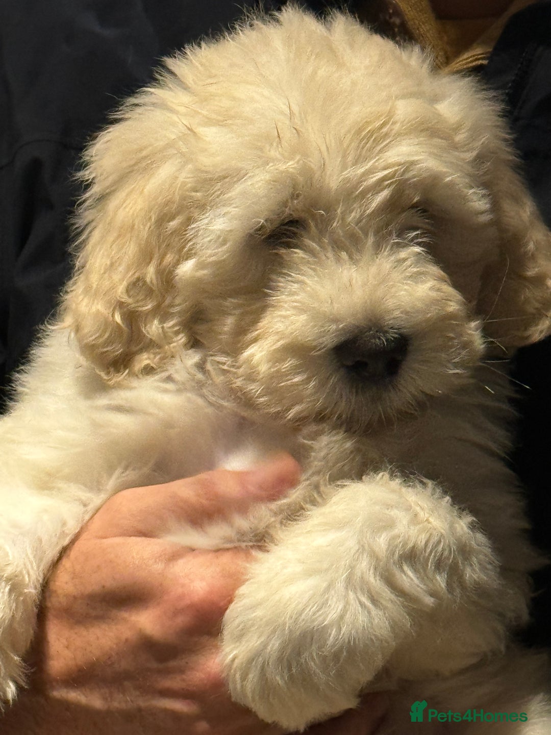 Portuguese Water Dog dogs for sale: ARTSEADOG KC registered Pure Portuguese Waterdogs - Image 22