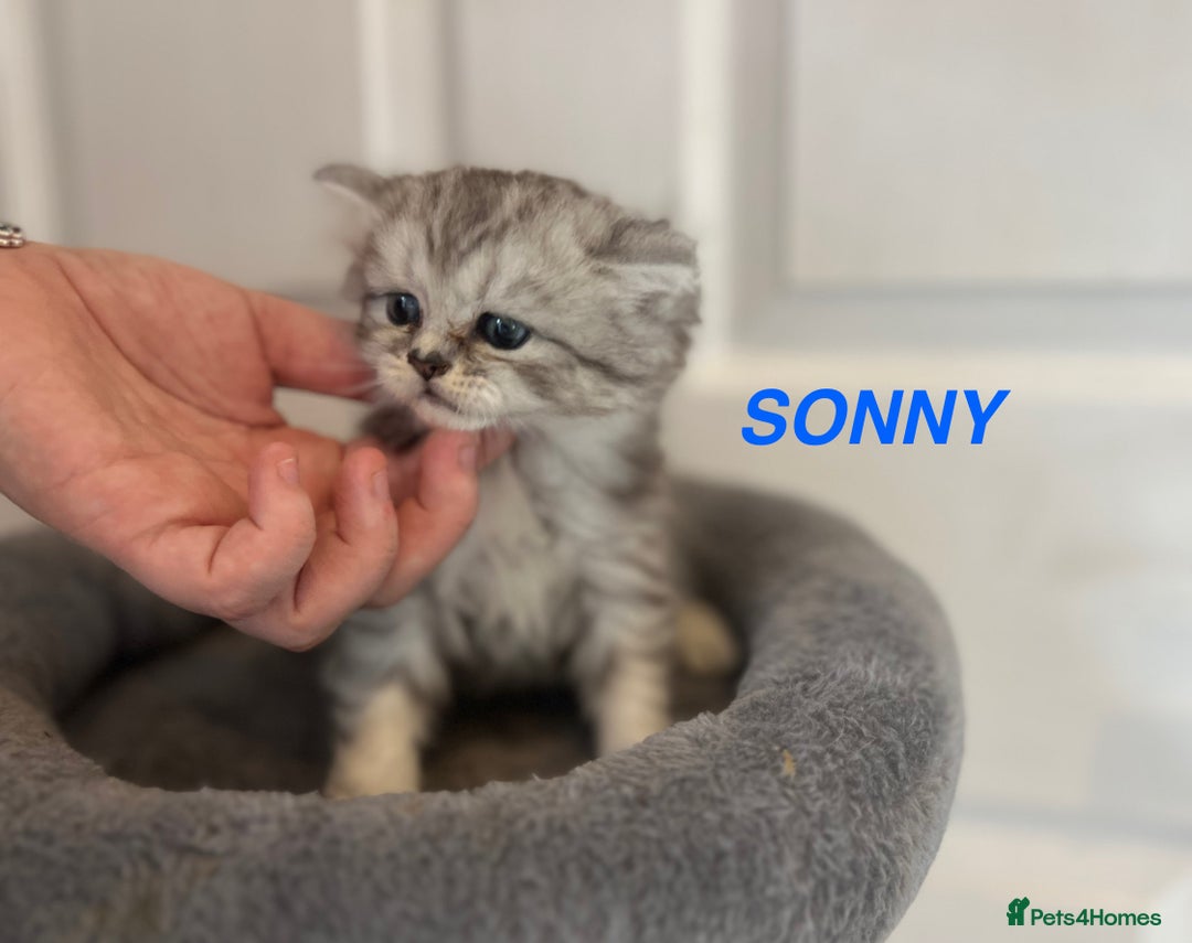 Persian cats for sale: **LAST ONE** Stunning pure Persian Kittens PKD Neg - Image 12