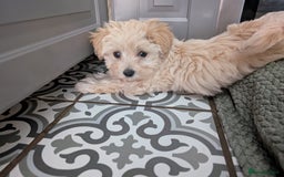 Maltipoo dogs for sale: Last Beautiful tiny female puppy available  - Image 1