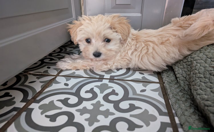 Maltipoo dogs - Advert 4