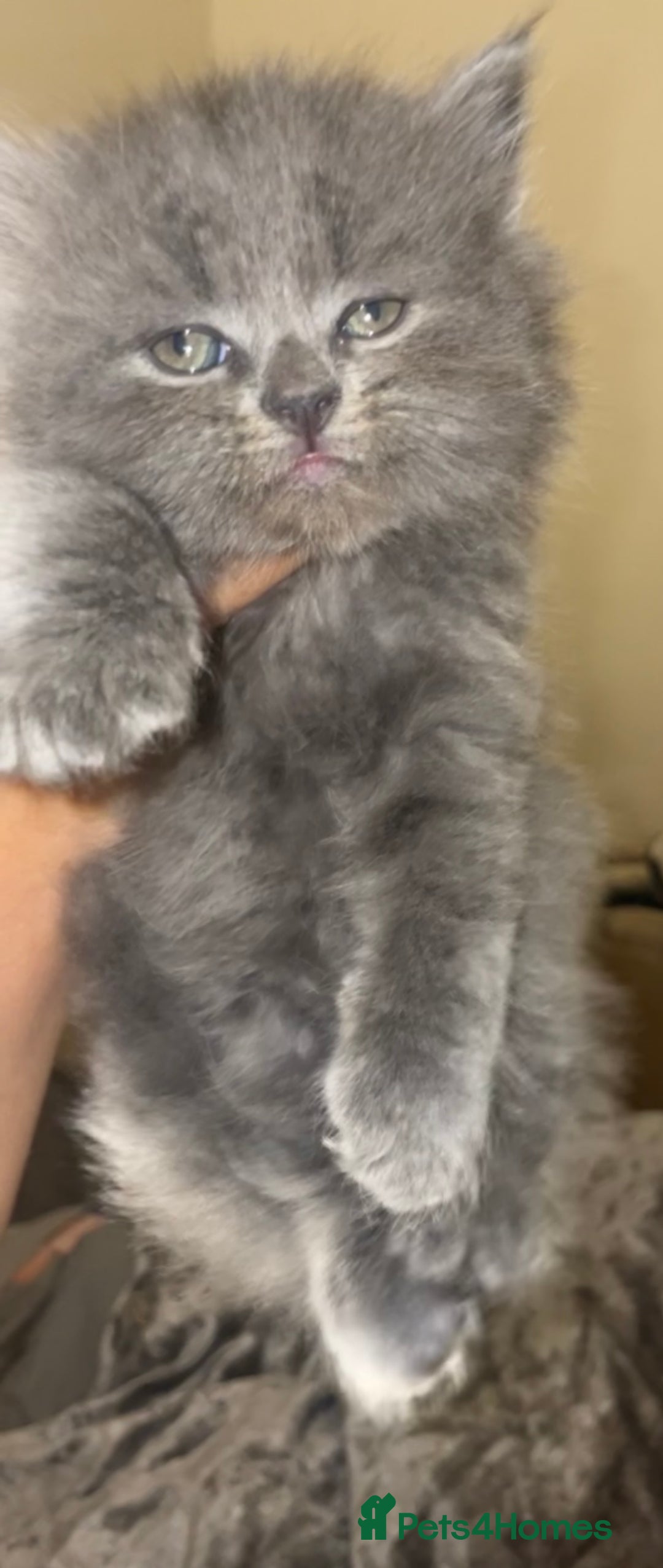 British Shorthair cats for sale: Beautiful British shorthair kittens - Image 6