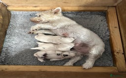 West Highland Terrier dogs for sale: Beautiful west highland white puppy’s  - Image 2