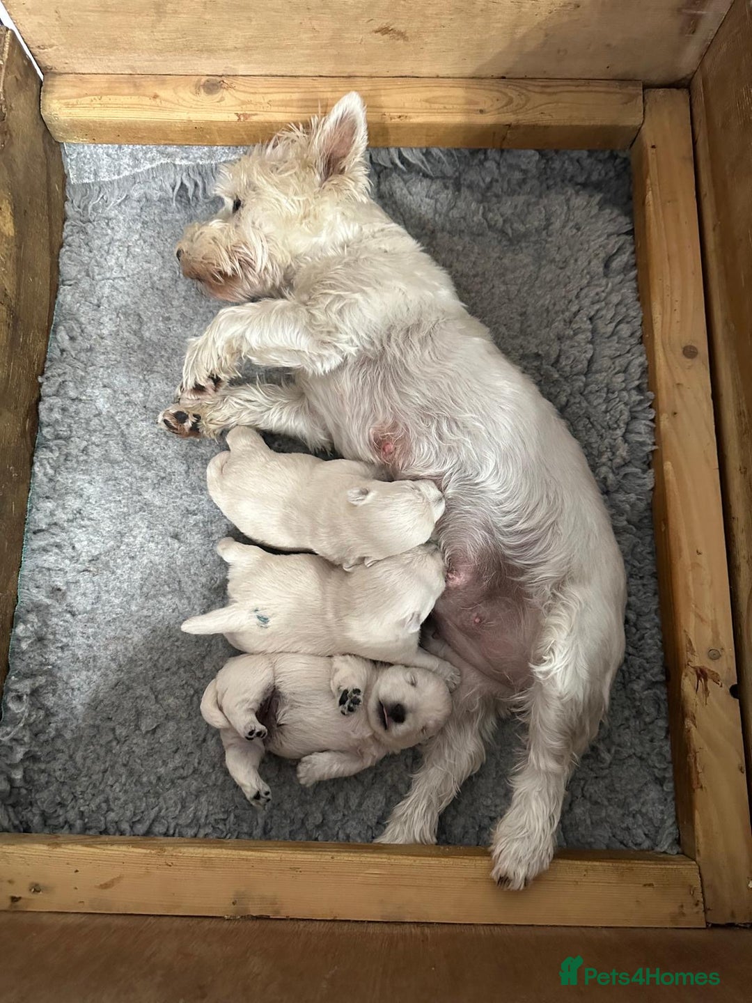 West Highland Terrier dogs for sale: Beautiful west highland white puppy’s  - Image 2