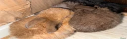 Mini Lop rabbits for sale: Beautiful Mini Lops to reserve  - Advert 5